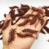 Realistic Fake Cockroach Prank Toys – Rubber Roach Simulation Gag Props for Jokes, Tricks & April Fools Fun