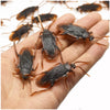 Realistic Fake Cockroach Prank Toys – Rubber Roach Simulation Gag Props for Jokes, Tricks & April Fools Fun